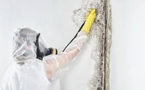 Best Environmental Consulting for Mold Prevention  in Beverly Hills, CA